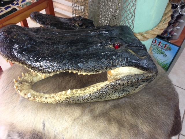 largest selection of alligator merchandise