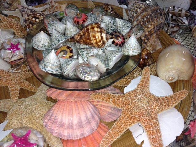 shells shells shells